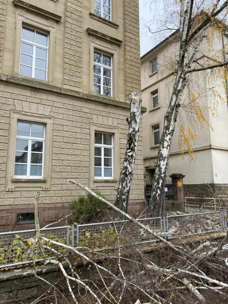 Birke nach dem Abtragen der Krone an einem Gebäude