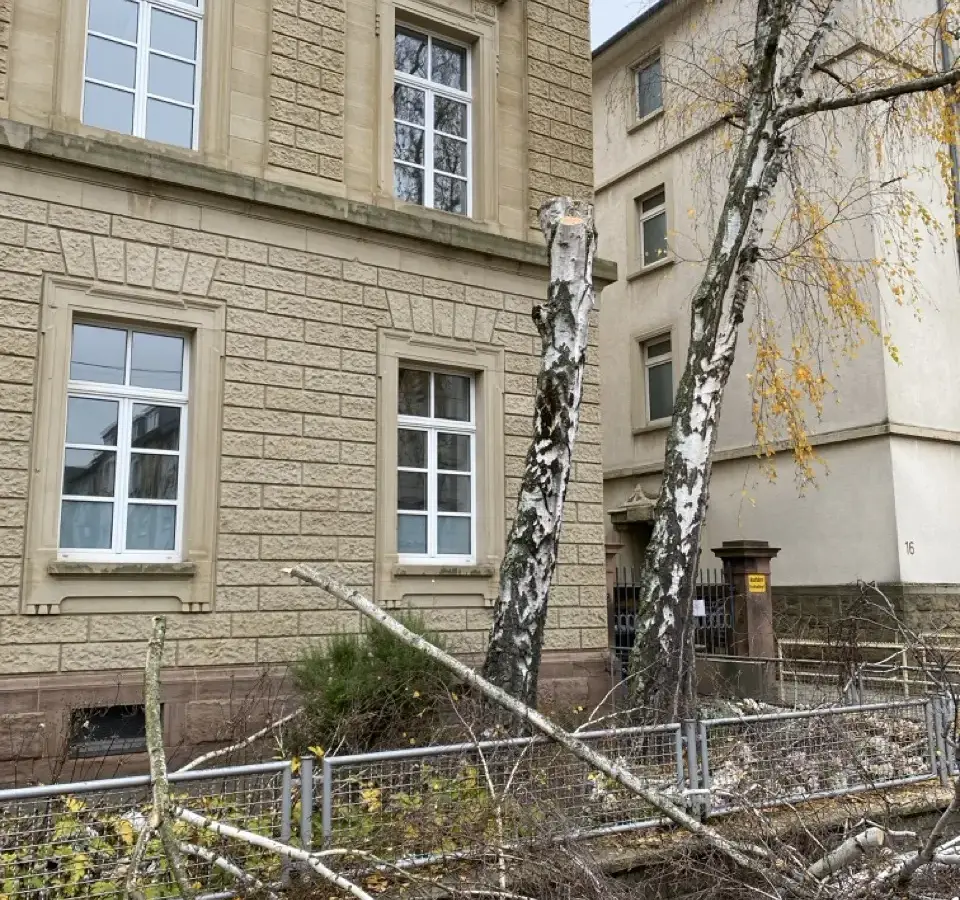 Birke nach dem Abtragen der Krone an einem Gebäude
