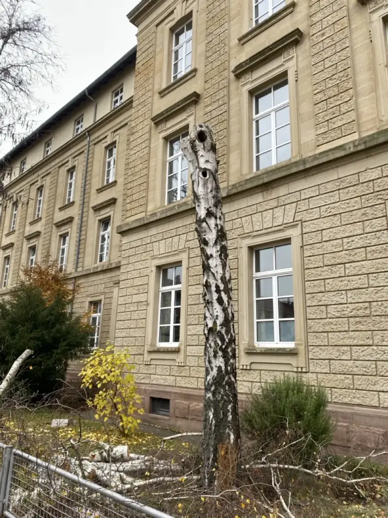 Fällung in Etappen: verbleibender Stammtorso einer Birke