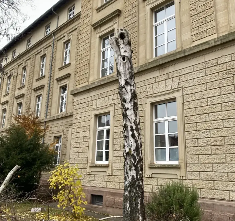 Fällung in Etappen: verbleibender Stammtorso einer Birke