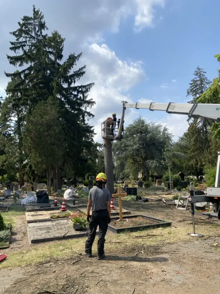 Stückweises Abtragen eines Baums zwischen Gräbern auf dem Friedhof