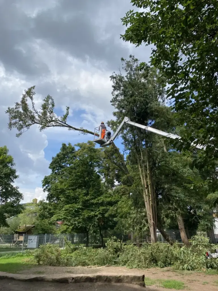 Baumfällung mit Hubarbeitsbühne im Park
