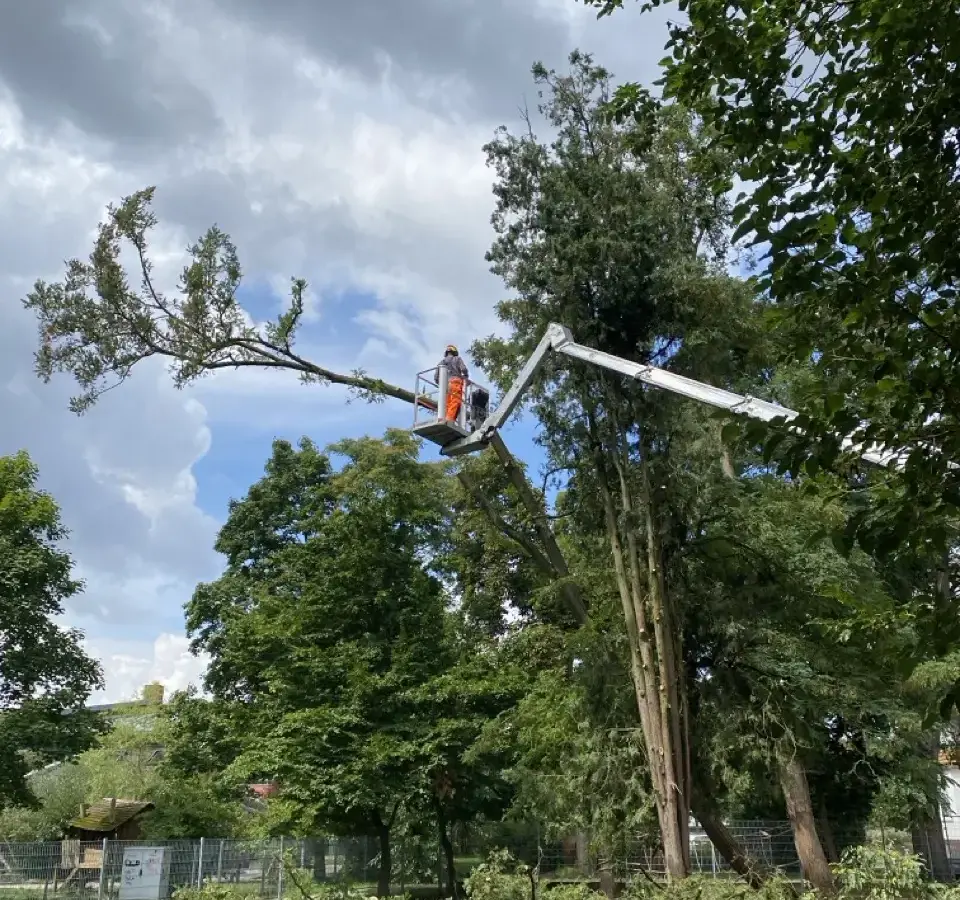 Baumfällung mit Hubarbeitsbühne im Park