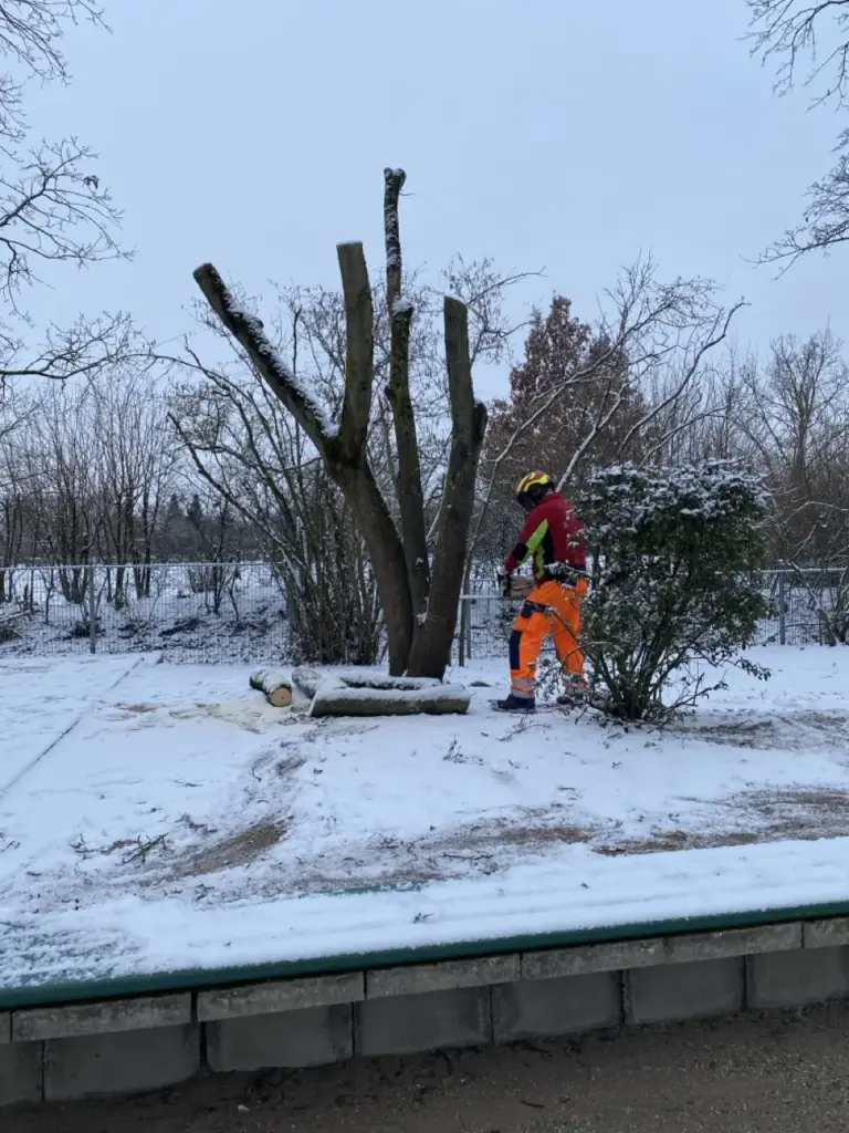 Fällarbeiten im Winter bei Schnee