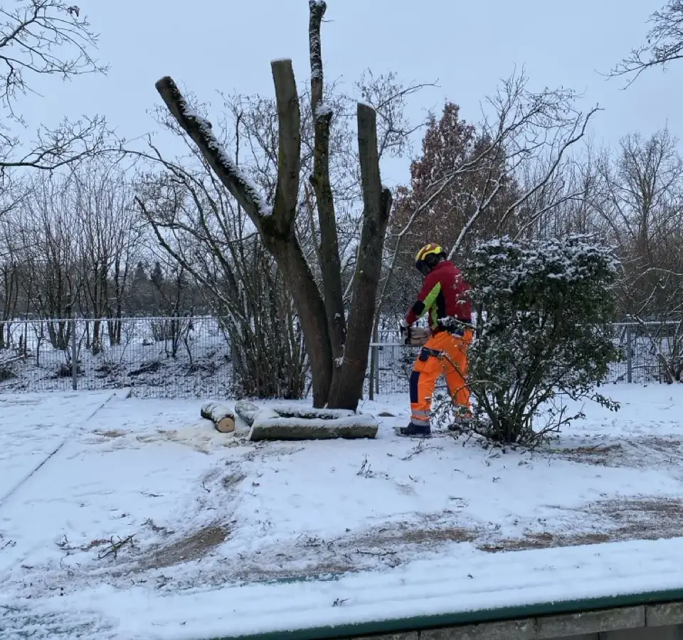 Fällarbeiten im Winter bei Schnee