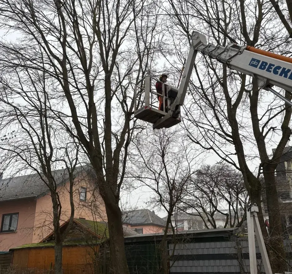 Baumkontrolle mit Hubarbeitsbühne an kahlen Bäumen im Winter