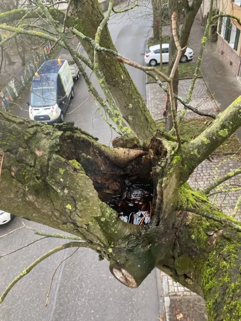Blick in die Baumkrone mit Faulstelle bei der eingehenden Untersuchung