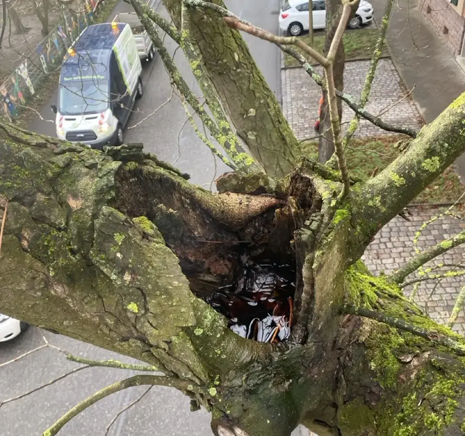 Blick in die Baumkrone mit Faulstelle bei der eingehenden Untersuchung