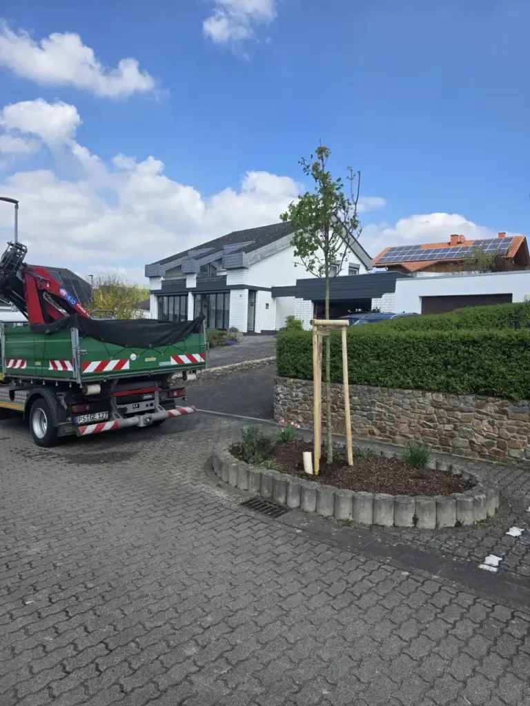 Frisch gepflanzter Baum mit Pfahlverankerung und LKW mit Ladekran
