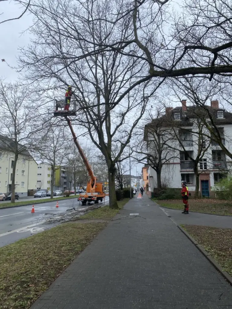Baumpflege mit Hubarbeitsbühne an einer Straße