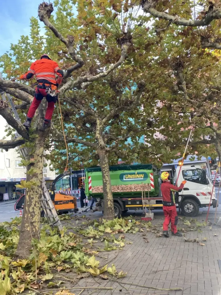 Kronenpflege an Platanen mit Häcksler und LKW