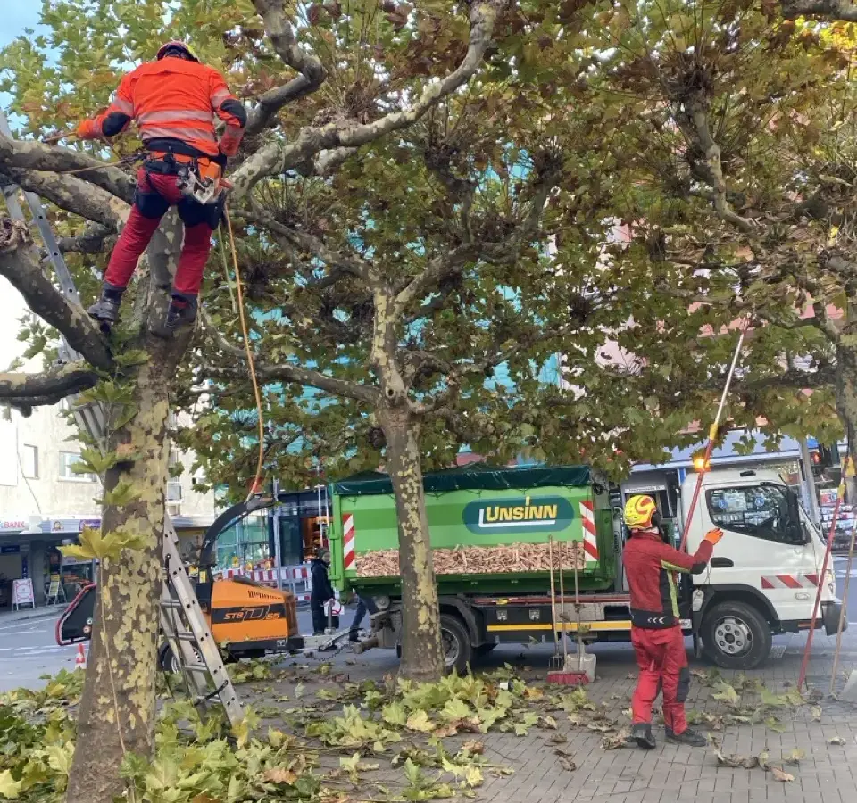 Kronenpflege an Platanen mit Häcksler und LKW