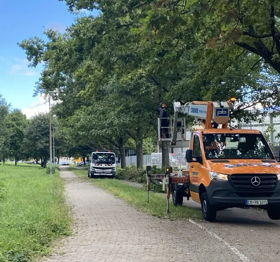 Schonendes Arbeiten mit Hubarbeitsbühne in einer alten Eichenallee