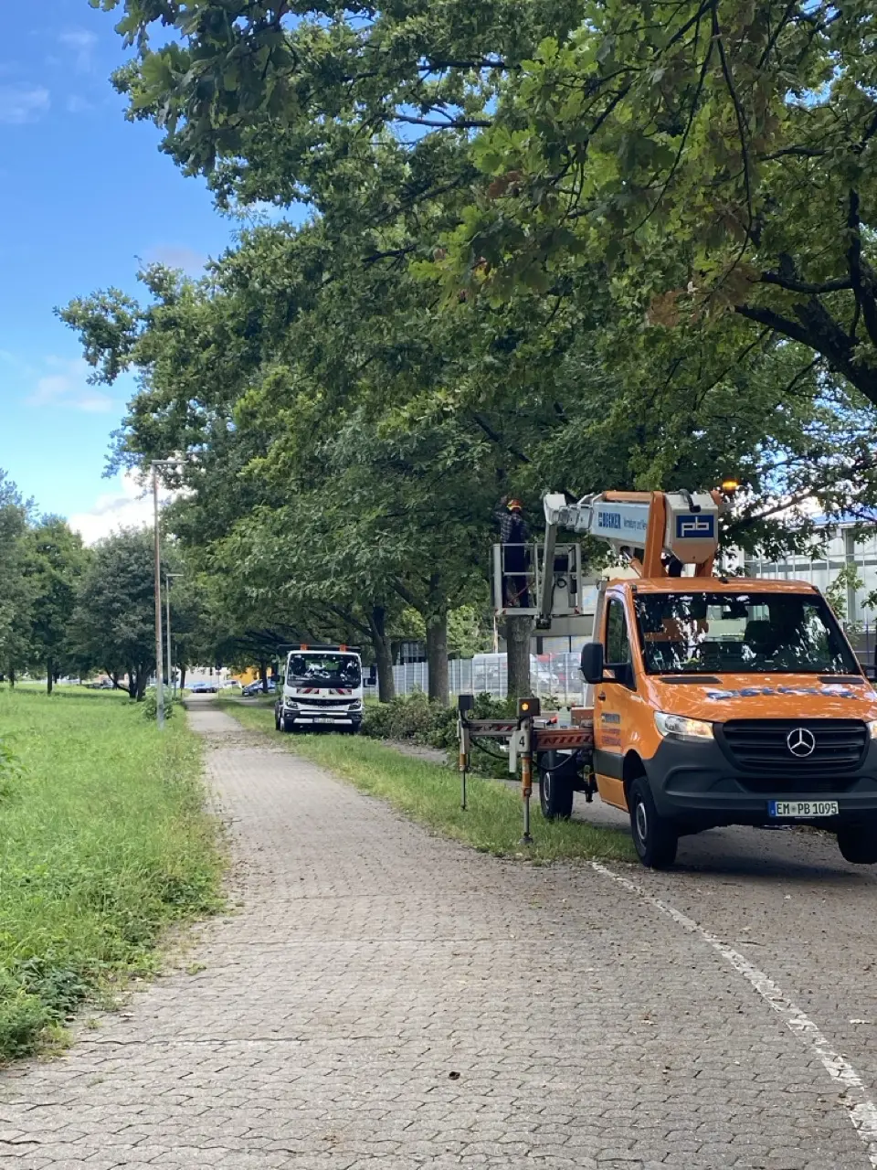 Schonendes Arbeiten mit Hubarbeitsbühne in einer alten Eichenallee