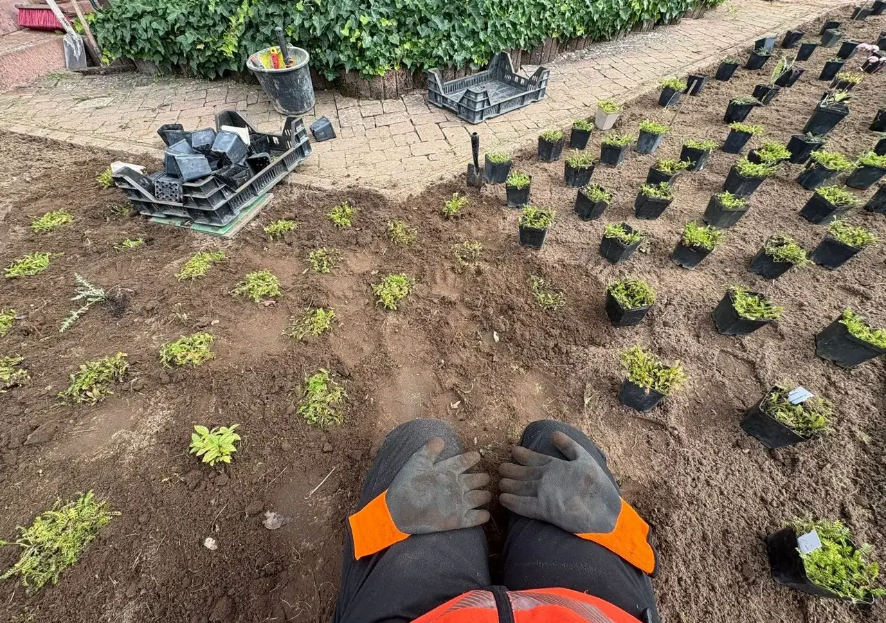 Stauden werden ins vorbereitete Beet gepflanzt