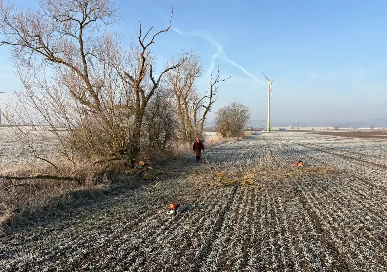 Gehölzpflege am Feldrand im Winter, im Hintergrund ein Windrad