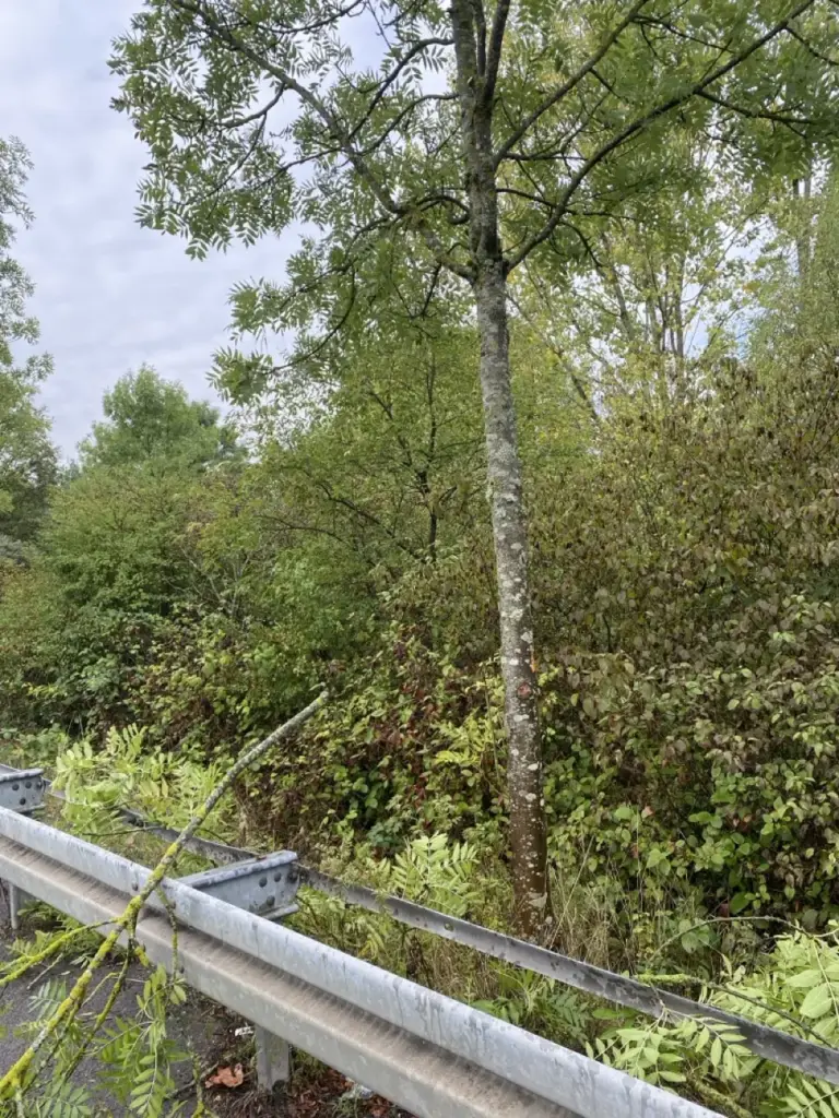 Junger Baum am Straßenrand hinter der Leitplanke