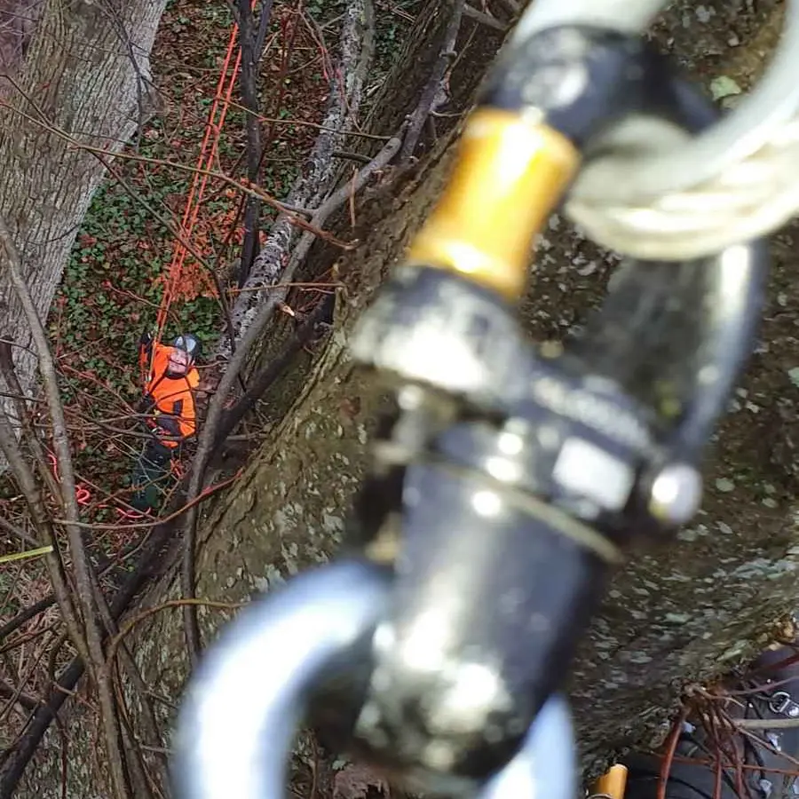 Aufstieg in den Baum mit Seilklettertechnik