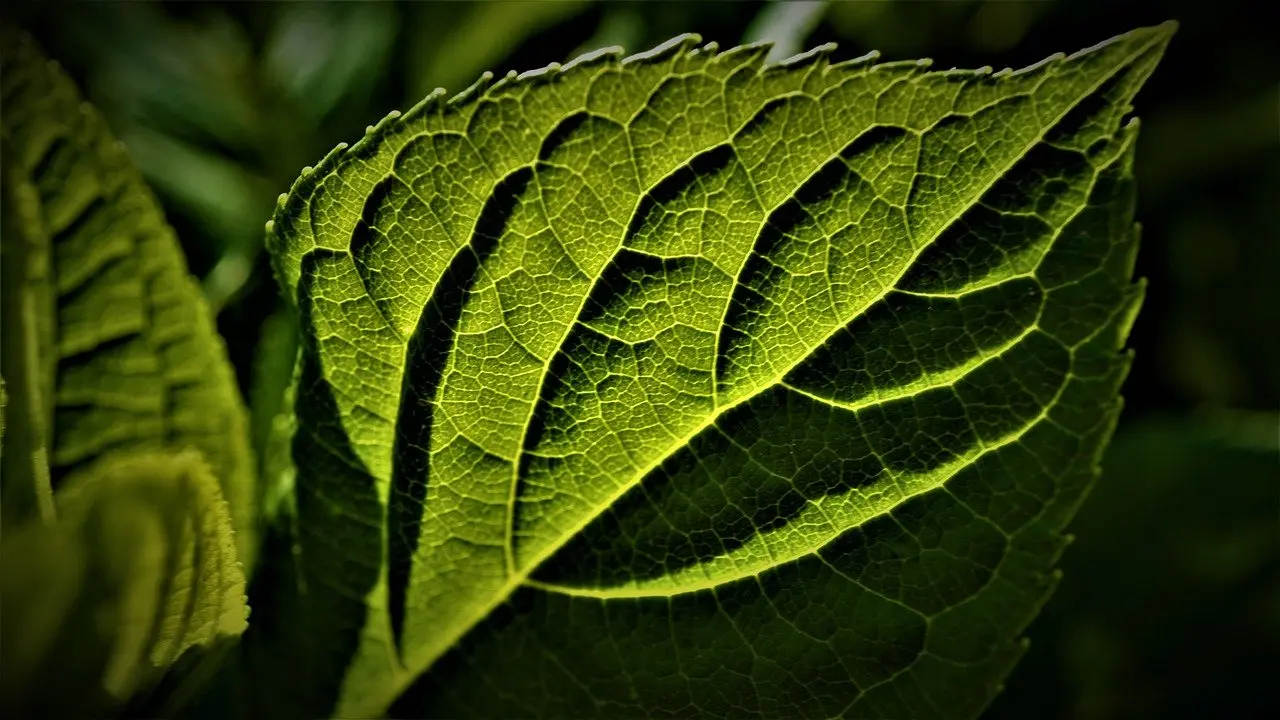 Frisches Grün – Baum- und Gartenpflege von Grüneffekt